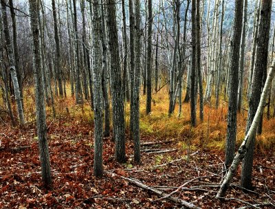 November woods