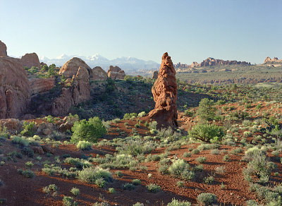 Desert greenery