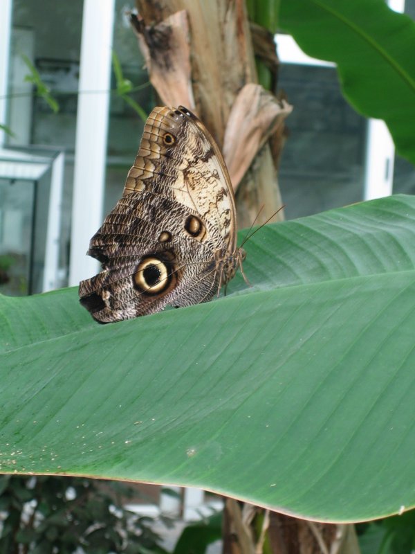 Butterfly Museum