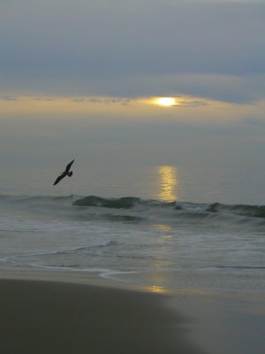 Santa Barbara Sunrise with Bird
