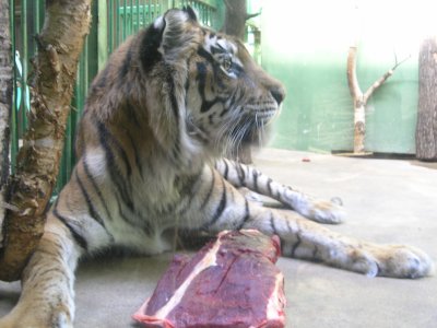 That's a Big Piece of Meat at the Praguan Zoo