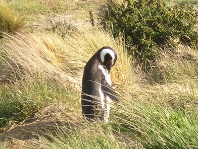 Magellan Penguins at Seno Ottway
