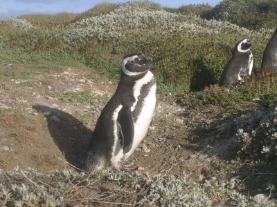 Magellan Penguins at Seno Ottway