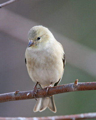 g6/18/757118/3/75732292.YoSt0Jtw.jpg