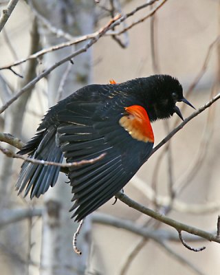 Red-winged Blackbird