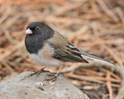 Dark-eyed Junco, oregoni