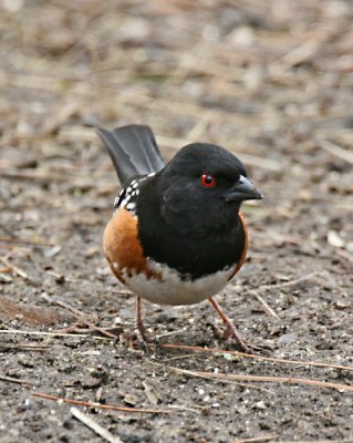 Spotted Towhee