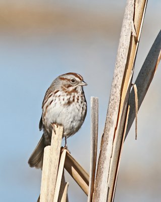 Song Sparrow