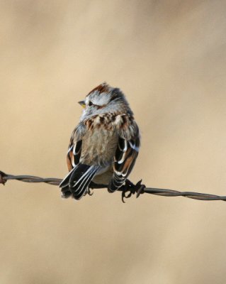 American Tree Sparrow