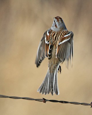 American Tree Sparrow