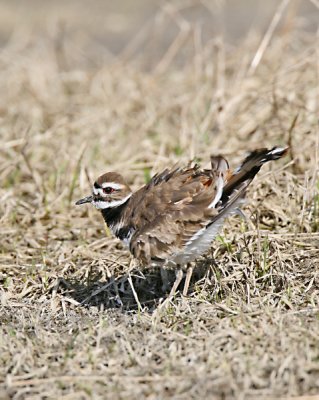 Killdeer