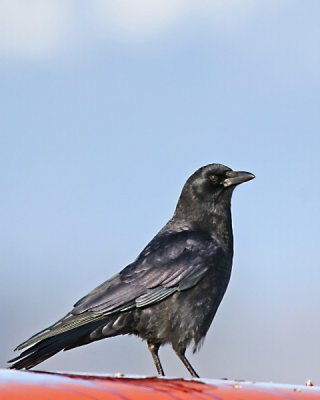 American Crow