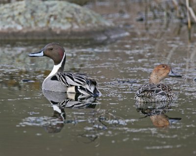 Northern Pintail pair