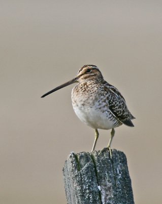 Wilson's Snipe