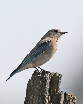 Mountain Bluebird, female