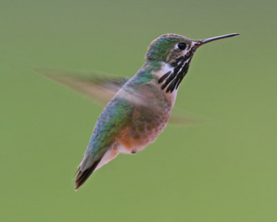 Calliope Hummingbird, male