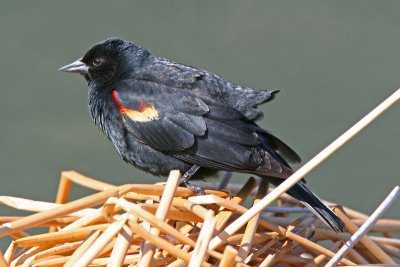 Red-winged Blackbird