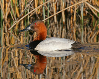 Canvasback