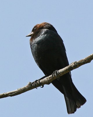 Brown-headed Cowbird (male)