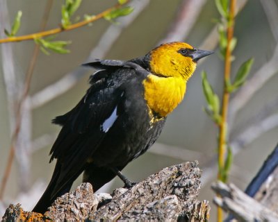 Yellow-headed Blackbird