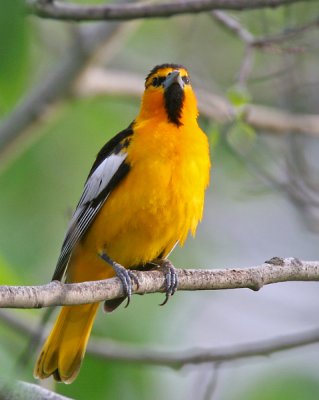 Bullock's Oriole