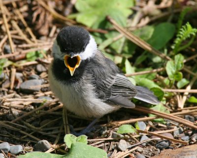 Black-capped Chickadee