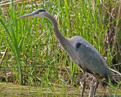 Great Blue Heron