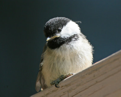 Black-capped Chickadee  (fledgling)