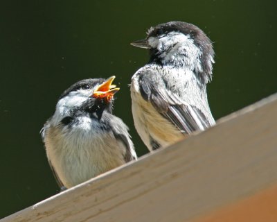 Black-capped Chickadee (fledgling and parent)