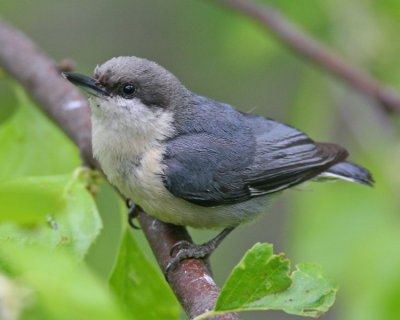 Pygmy Nuthatch