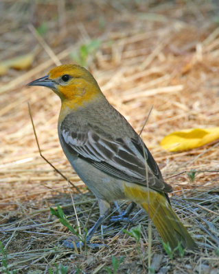 Bullock's Oriole (female)