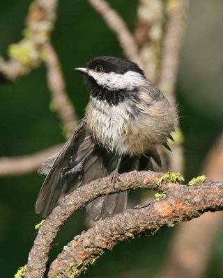Black-capped Chickadee