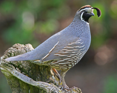 California Quail