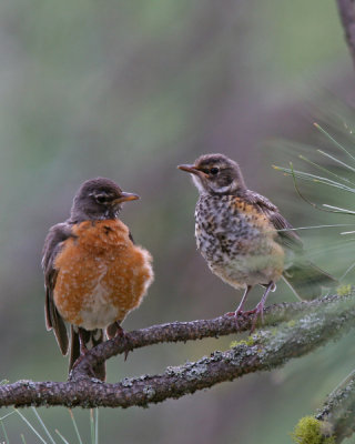 American Robins