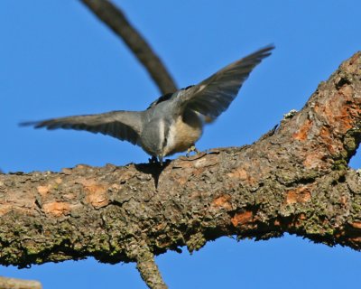 Red-breasted Nuthatch