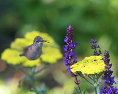 Calliope Hummingbird feeding in the Salvia