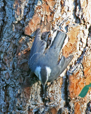 White-breasted Nuthatch