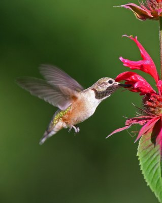 Calliope Hummingbird