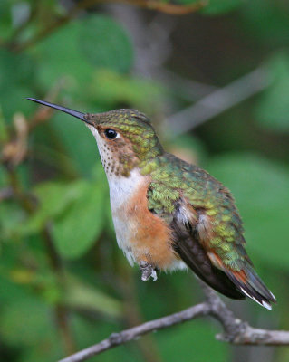Rufous Hummingbird (female)