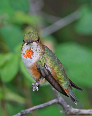 Rufous Hummingbird (female)