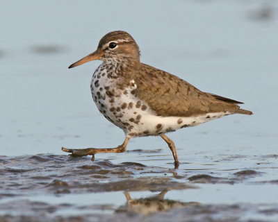 Spotted Sandpiper