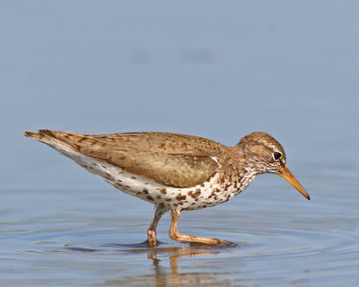 Spotted Sandpiper