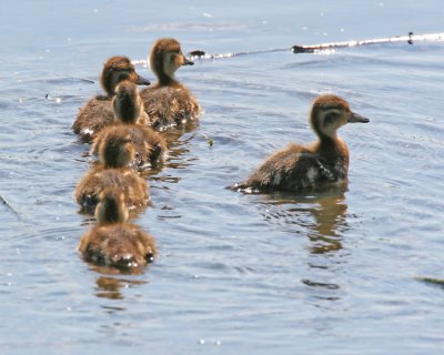 Ducklings (Teal?)