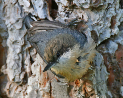 Pygmy Nuthatch