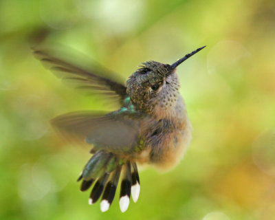 Calliope Hummingbird