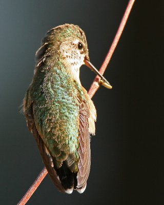 Calliope Hummingbird (sub-adult)