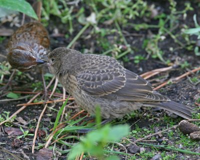 Song Sparrow and Brown-headed Cowbird