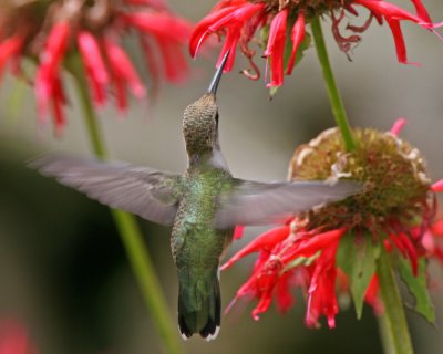 Calliope Hummingbird