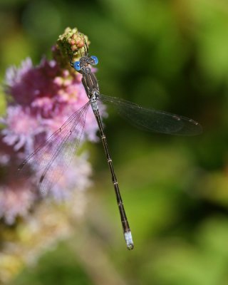 Common Spreadwing