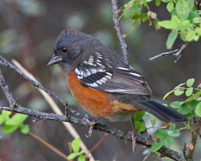 Spotted Towhee